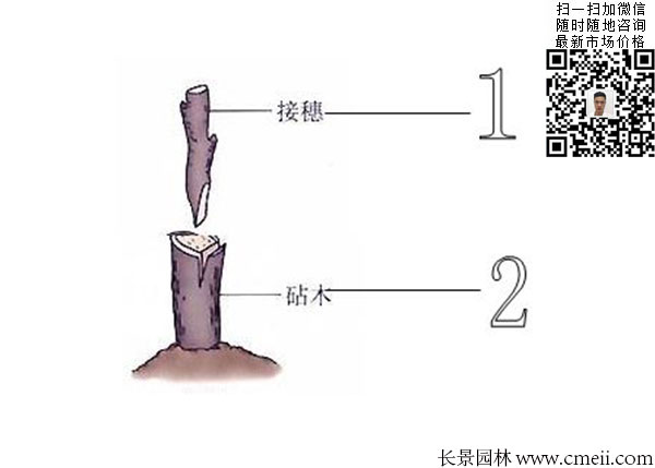 嫁接苗實生苗 嫁接苗實生苗