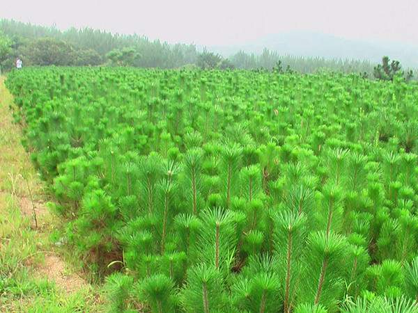 50-60cm高黑松小苗 50-60cm高黑松小苗