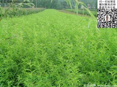 2016下半年最新桃樹多少錢一棵？