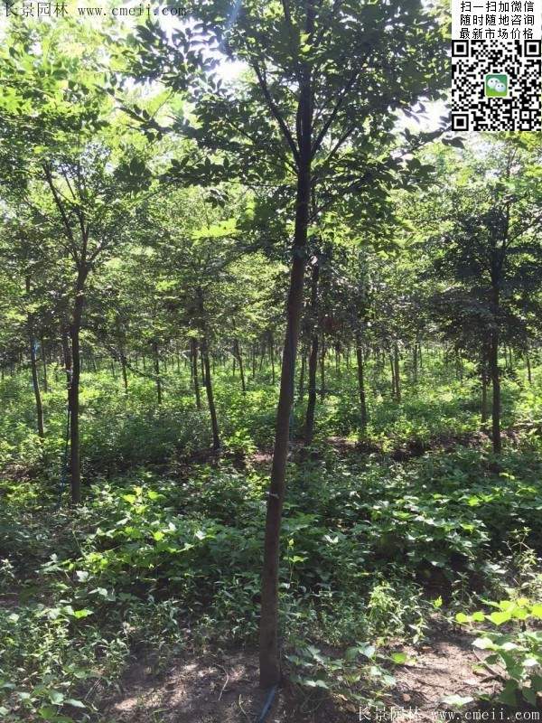 櫸樹哪里便宜？麻煩推薦一家大型，有誠信的單位！