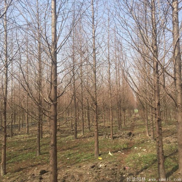 水杉樹圖片水杉樹基地實拍 水杉樹圖片水杉樹基地實拍