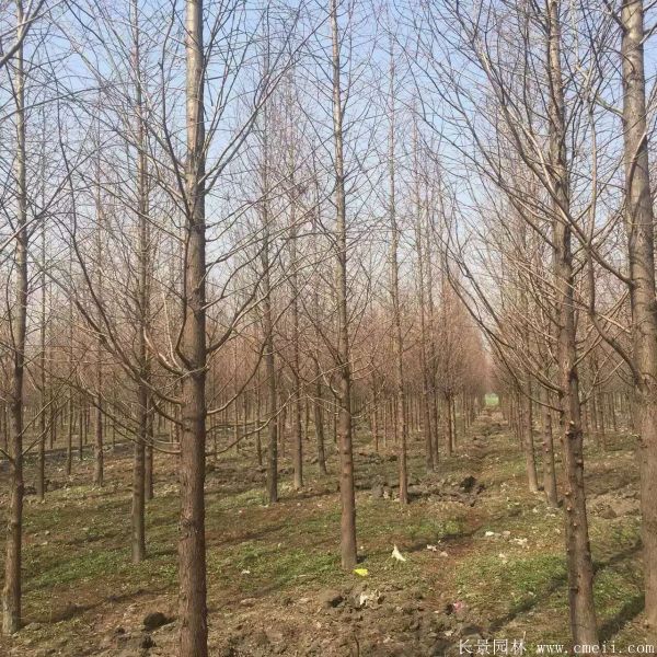水杉樹圖片水杉樹基地實拍 水杉樹圖片水杉樹基地實拍