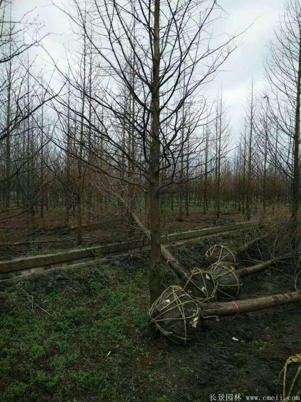 水杉樹圖片水杉樹基地實拍 水杉樹圖片水杉樹基地實拍