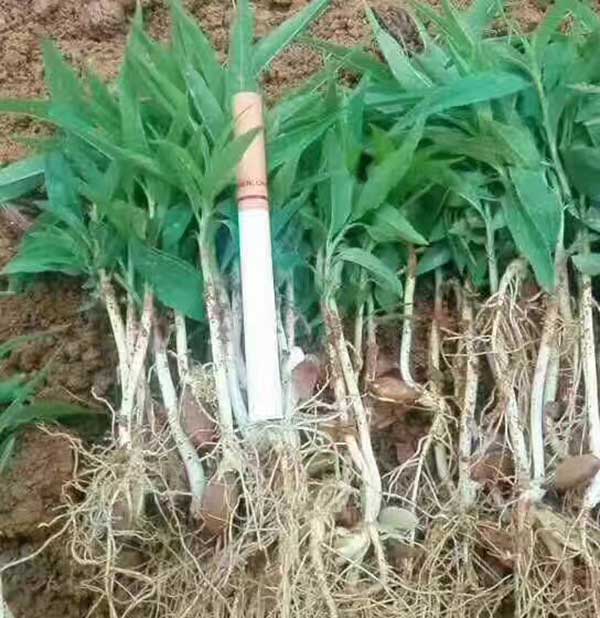 毛桃種子發芽出苗圖片