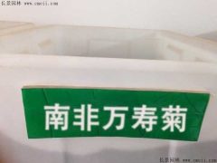 「南非萬壽菊種子」最新南非萬壽菊種子_價格