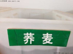 蕎麥種子