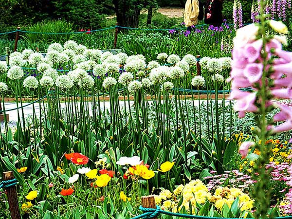 大絨球種子發芽出苗開花圖片