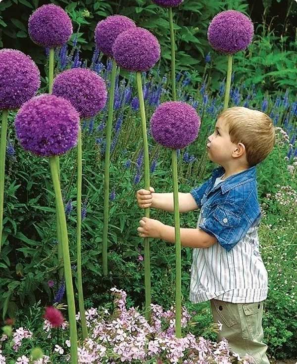 大絨球種子發芽出苗開花圖片