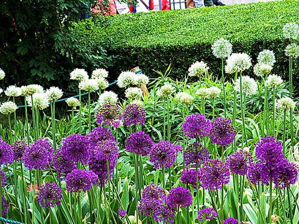 大絨球種子發芽出苗開花圖片