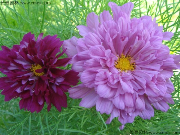 格?；ǚN子發芽出苗開花圖片