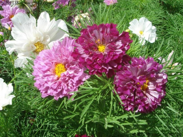 格?；ǚN子發芽出苗開花圖片