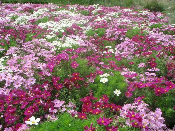 格?；ǚN子發芽出苗開花圖片