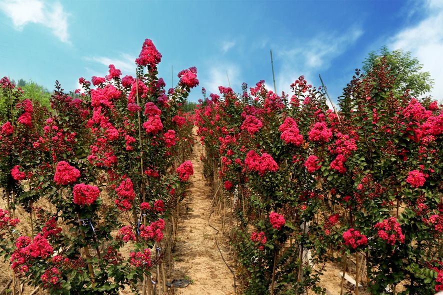 國旗紅紫薇5.jpg